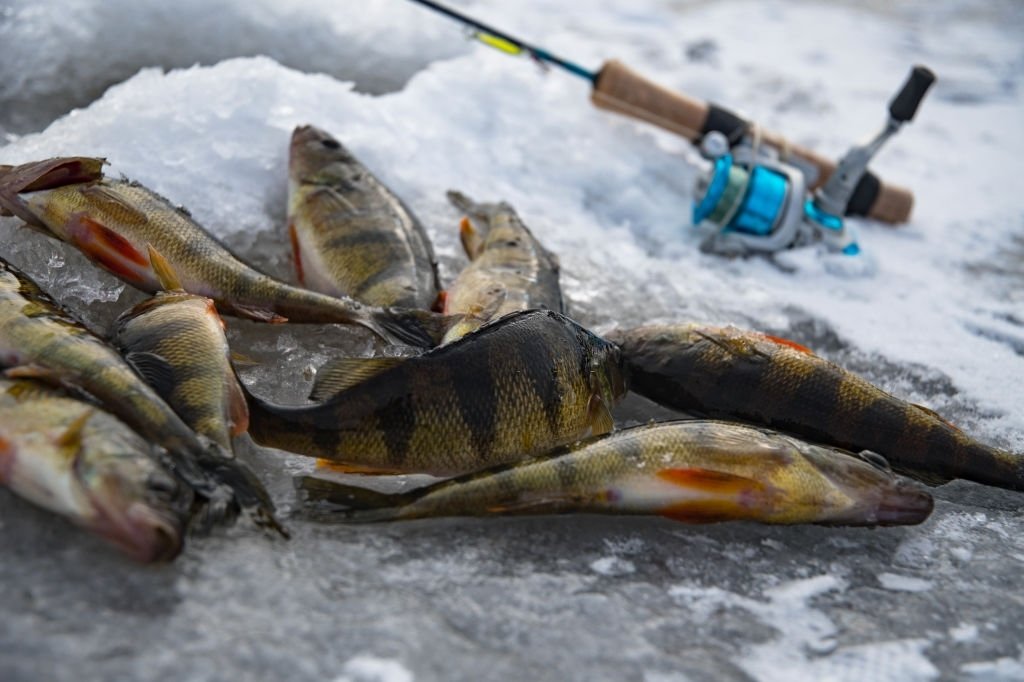 Ice Fishing Fish Finders